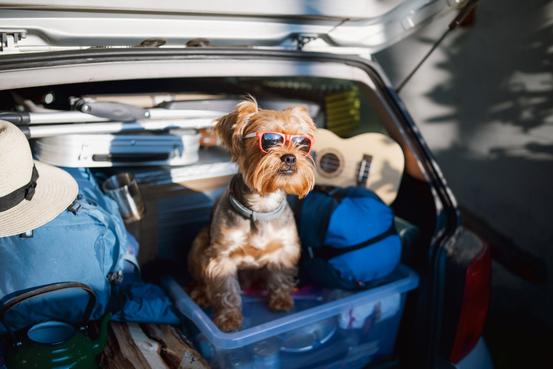 Yorkie in trunk ready for a dog-friendly vacation